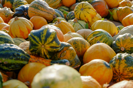 Viele verschiedene Kürbisse liegen nebeneinander, regionales Gemüse von Johanning Agrar